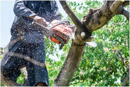 tree services Buckhall